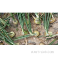 Tamanhos 3.0-5.0cm Fresh Yellow Onion
